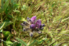 Flemingia gracilis